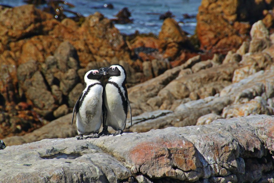 pinguins, casal, dois, animal animais, selvagem, amor, beleza, concurso, engraçado, pássaro,