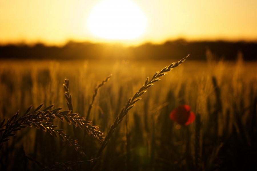 Papoilas, papoula, campo, pôr do sol, alvorada, pôr do sol, backlight, pôr do sol