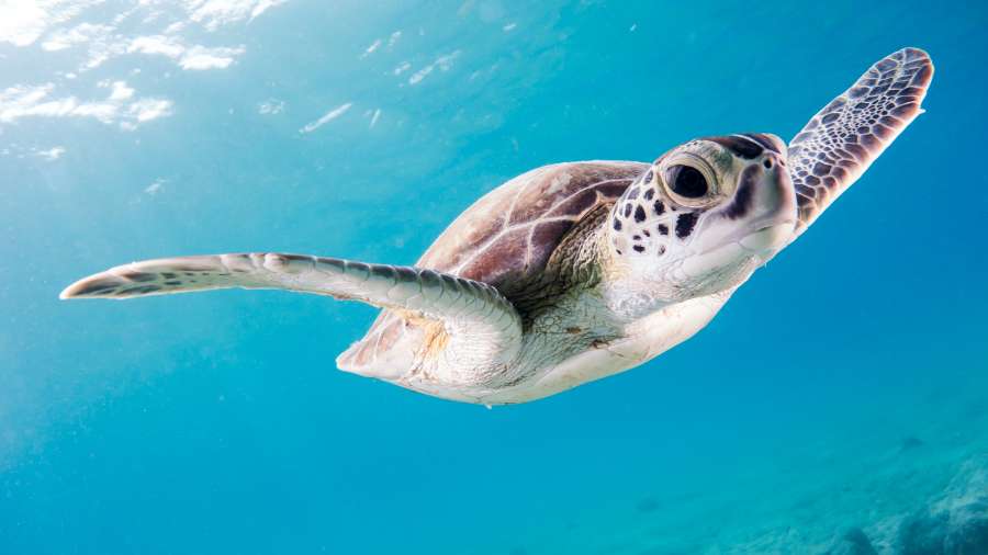 oceano, tartaruga, natureza, animal, mar, subaquático, recife, verde, água, marinho, coral, vida selvagem, azul, vida, selvagem, réptil, tropical, ambiente, nadar, areia, praia, peixe, mergulho, mergulho, plano de fundo, havaí, terra, oahu, foto, oceano pacífico, aquático, tartaruga nadadora, costa norte, mergulho, aloha, fotografia, colorido, paraíso, havaiano, mergulho, arte, água quente, haleiwa, fofo, pacífico, cruzeiro, tartaruga subaquática, conservação , aquário, tartaruga verde