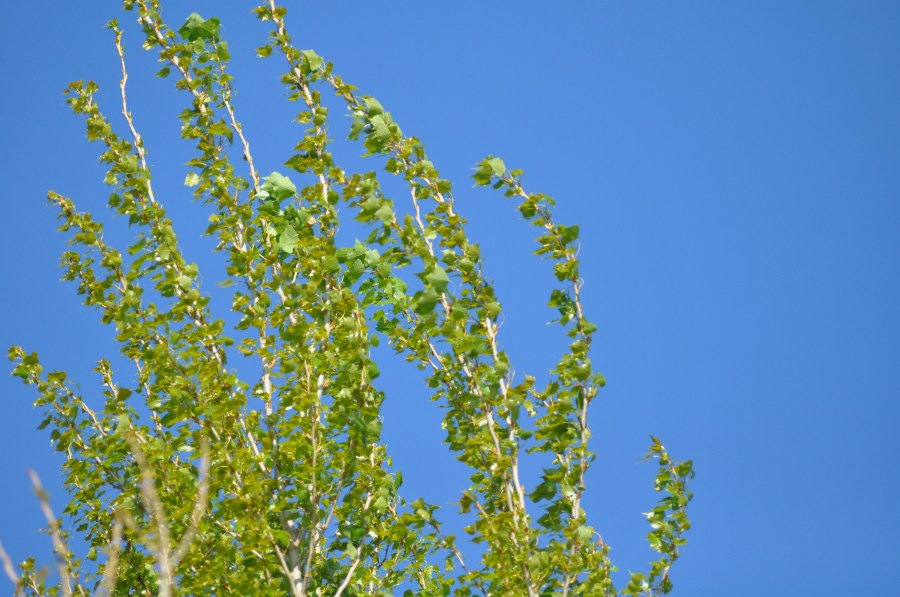 Verde, azul claro, céu, árvore, folhas