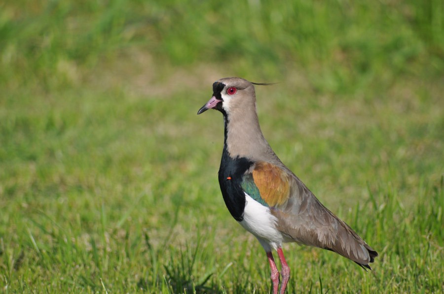 Um animalBird, Tero