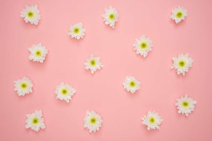 resumo, arte, bela, flor, flor, decoração, elemento, flora, flores, gráfico, ilustração, folha, papel, padrão, fundo rosa, papel de parede 4k