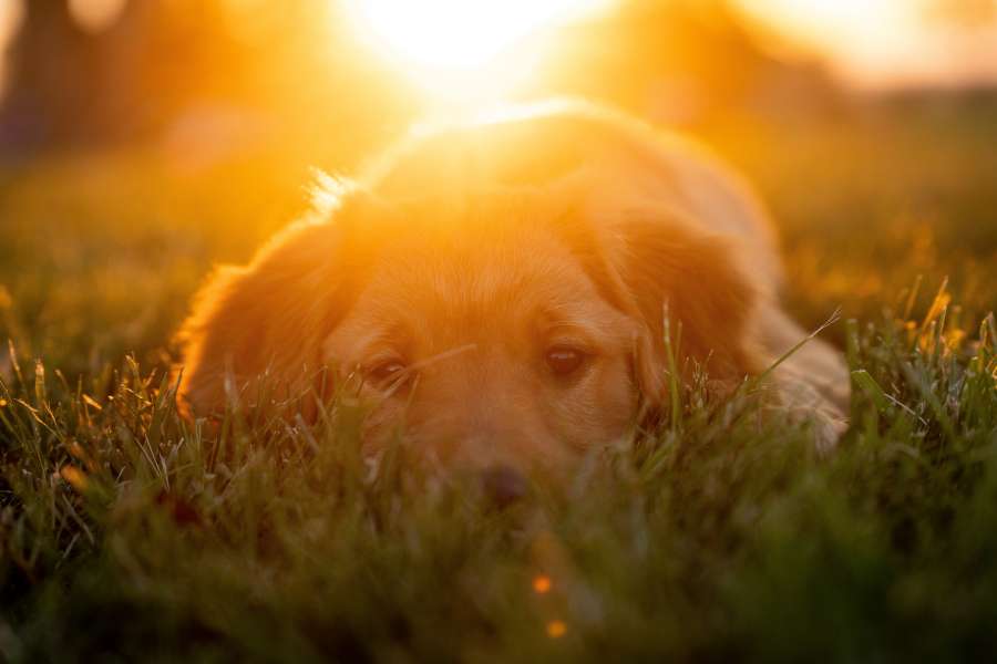 animal, cachorrinho, grama, retriever, fofo, cachorro, canino, verde, natureza, feliz, labrador, animal de estimação, bela, plano de fundo, pôr do sol, fora, verão, raça pura, diversão, estilo de vida, brincar, adorável, rosto, jovem, mentindo, parque, amor, raça, amigo, linhagem, ao ar livre, ao ar livre, jardim, dourado, luz, doce, engraçado, sentado, criança, pequeno, um, primavera, primavera, elegante, estúdio, noite, animais, campo, colorido, mulher