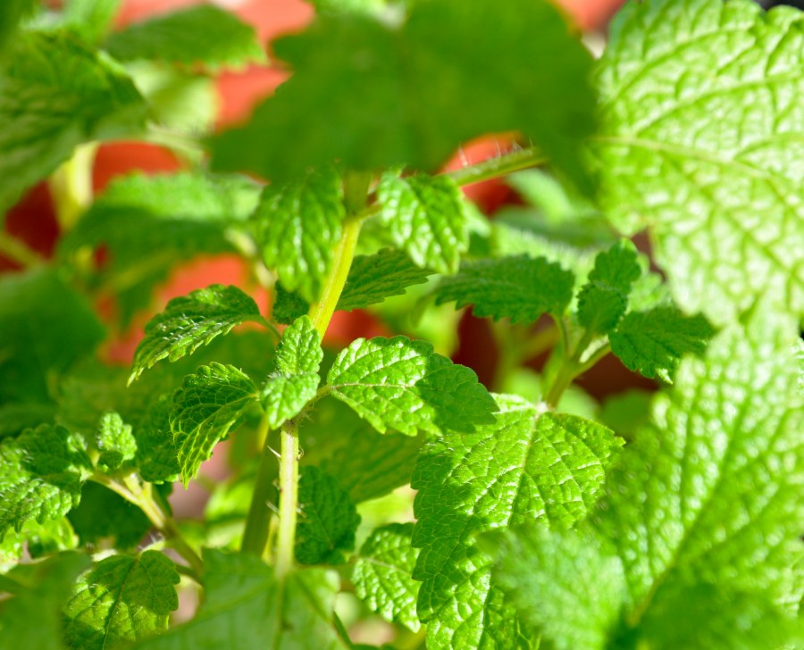 planta, folha, folhas, hortelã, aromático, aromático, sabor, natural, natureza, verde, verão, jardim,