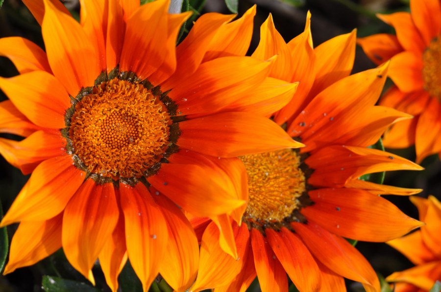 Laranja, flores, flor