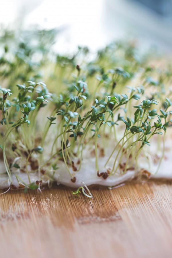 brotar, germinação, germinar, plantar, crescer, natureza, educação, experimento, refeições,