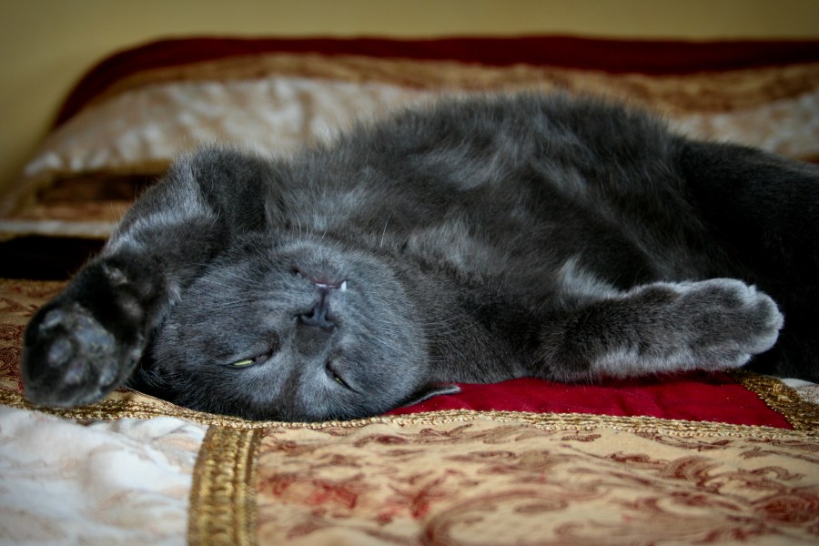 Gato, animal de estimação, sono, sono, manhã, acordar, cama, interior, quarto, cinza, gatinho, gatinhos, subir, difícil,