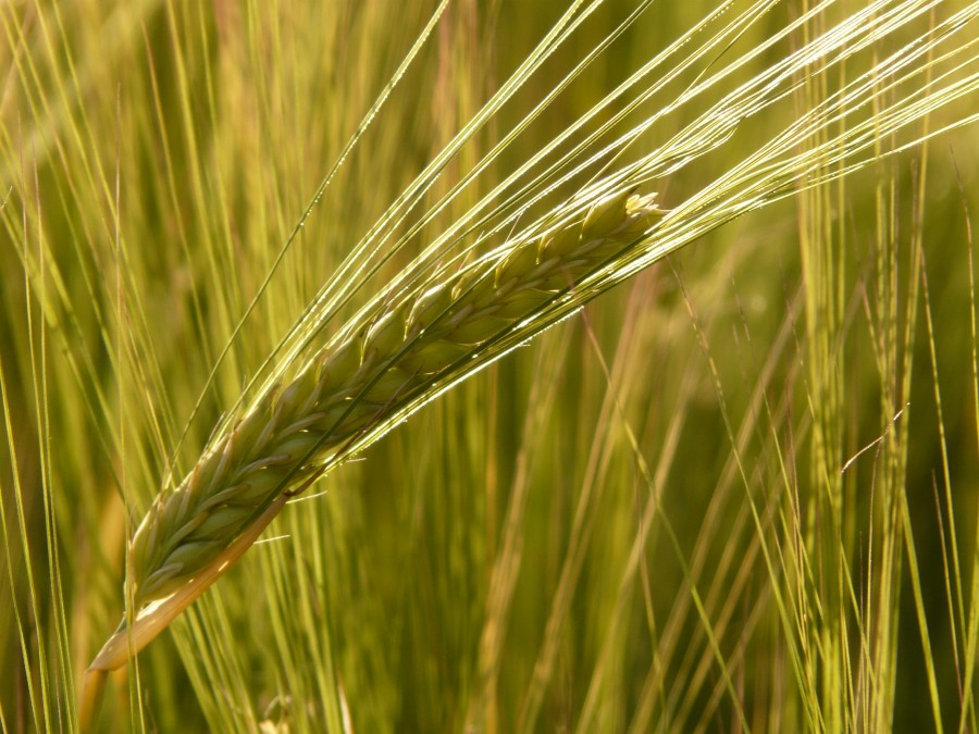cevada, cevada, cereais, grão, cornfield, campo, orelha, nutritive, cevada, agricultura, alimento, alimento, fim, macro,