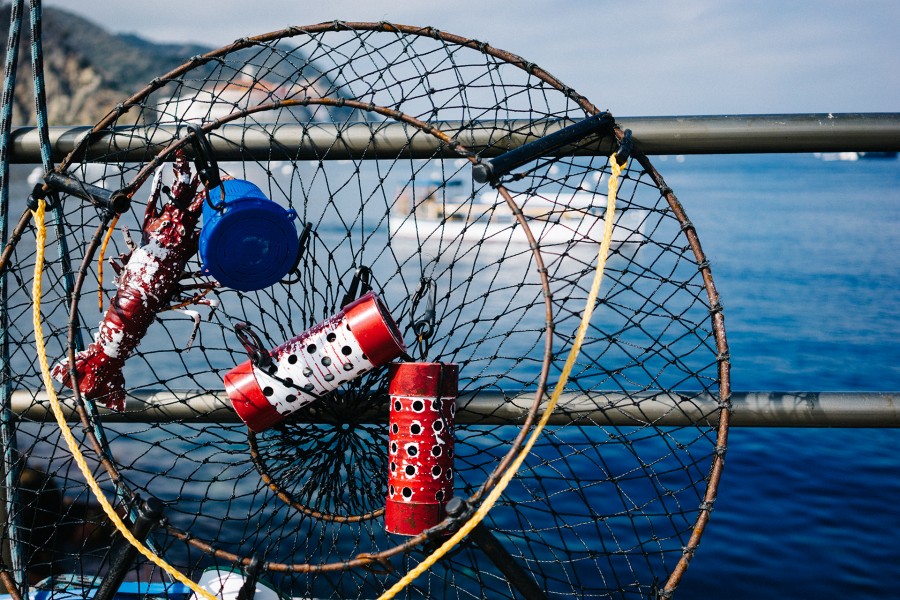 rede, pesca, pescador, meio mundo, ferramenta, costa, mar,