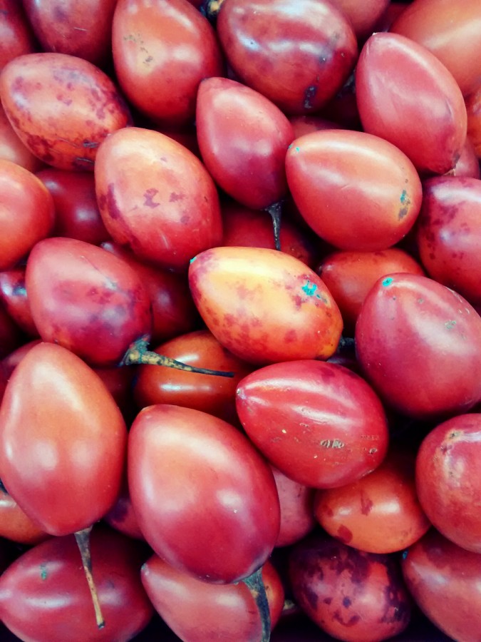 tomate de árvore, tomate, frutas, tropical, equador, américa, latin, latim,