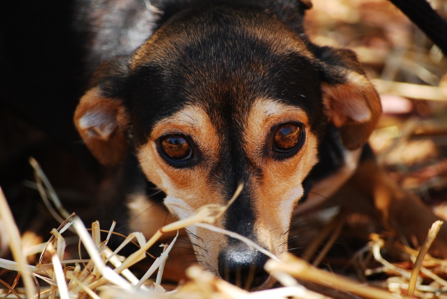 medo, com medo, medo, com medo, animal de estimação, cachorro, cão, animais, bonitinho, retrato, recorte de arestas, alegre, olhando para câmera, estúdio tiro, fundo colorido, amarelo, boca aberta, cor, despreocupado, animais boca Fotografia, pele de animais de parte do corpo, juba, cabelos, adorável, concurso, doce, brincalhão, amigável, amigo, fiel amigo, fidelidade, ternura, animal de companhia, animal doméstico, família, animais de estimação, animais, raças, puro sangue misturado , alegre, amigável, bom, fofinho, amoroso, canino, pode, cão de caça, vira-lata, tuso, filhotes, filhotes, imagens, imagens grátis, fotografia, livre