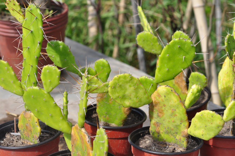 planta, plantas, berçário, cacto, cacto, natureza, espinho,