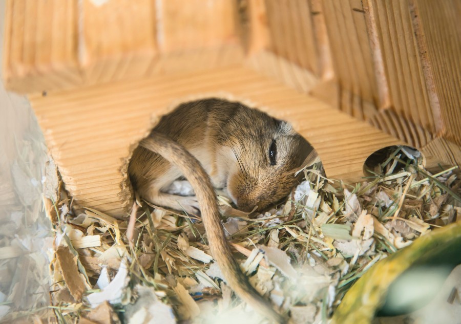 rato, hamster, roedor, casa, sono, dormir, relaxe, descanso, animais, primeiro plano, fofinho, amigável,