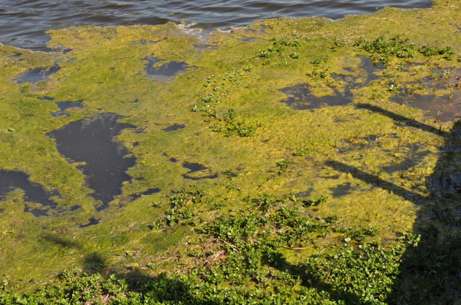 Vegetação, Lago, Água, Verdin, Verde