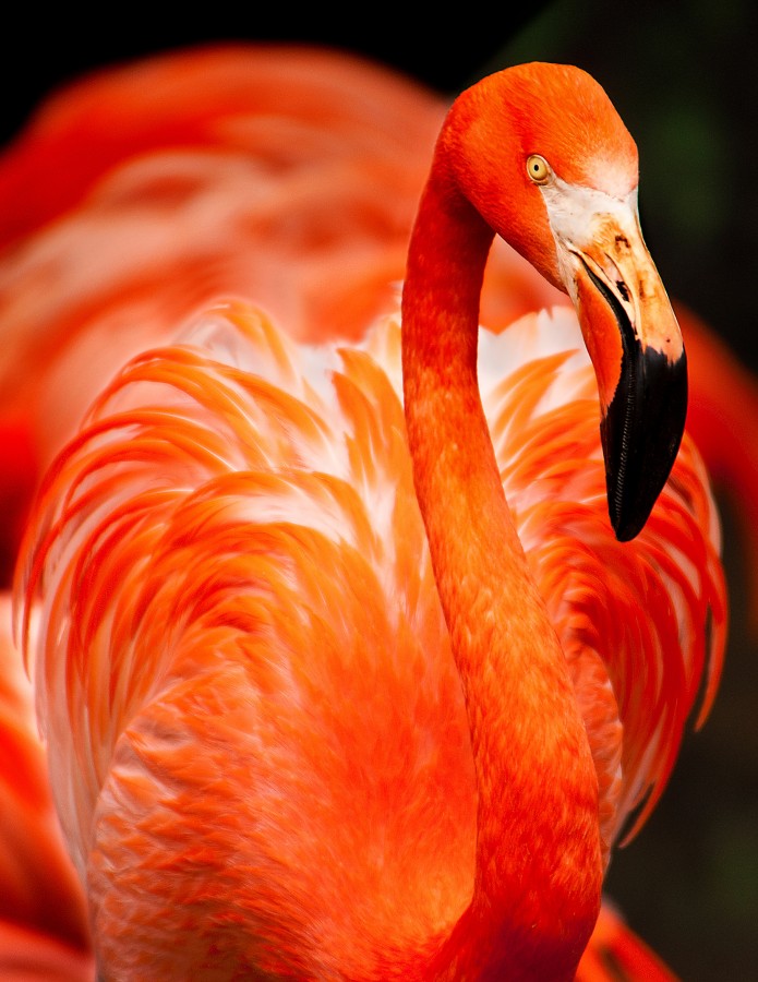 Flamingo, pássaro, animais rosa, cor, colorido, close-up, bico, selvagem,