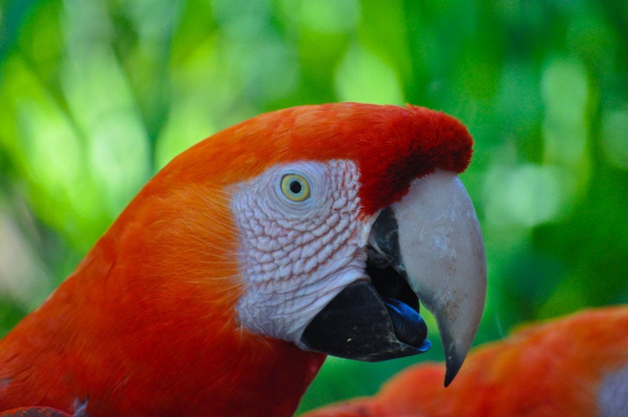 Ara chloropterus, pássaro, penas, colorido, fauna, natureza, mamífero, animais tropicais, arara vermelha, aliverde arara, papagaios, animais selvagens