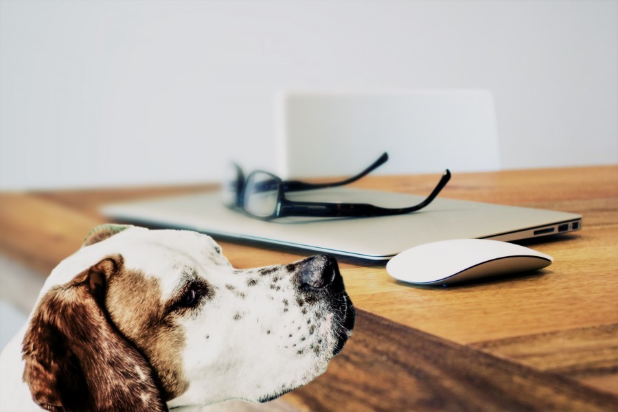óculos, óculos, notebook, mouse, trabalho, escritório, manchas, pet, cachorro, cachorro, animais, fofos, retrato, recorte, alegre, olhando para câmera, estúdio tiro, fundo colorido, amarelo, boca aberta, cor, Despreocupado, boca de animaisUma fotografia de animais, pele de animais de parte do corpo, juba, cabelos, adorável, concurso, doce, brincalhão, tipo, amigo, fiel amigo, fidelidade, ternura, animal de companhia, animal doméstico, família, animais de estimação, animais, raças, puro sangue, mestiços, alegre, amigável, agradável, fofinho, amando, canino, pode, cão de caça, vira-lata, tuso, filhotes, filhotes, imagens, imagens grátis, fotografia, livre