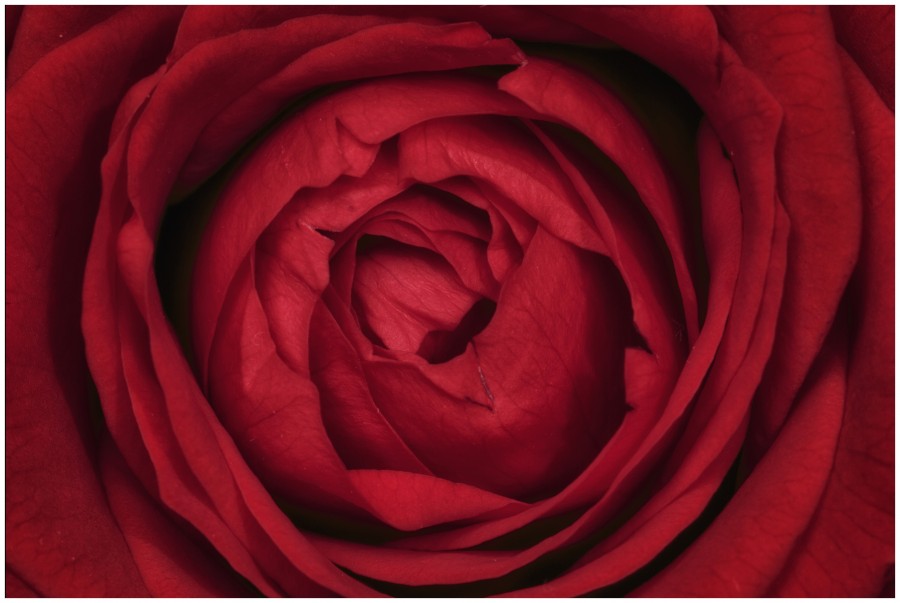 rosa, flor, paixão vermelha, fundo, fundo, fragrância, pétala, pétalas, vermelho, natureza, detalhe,