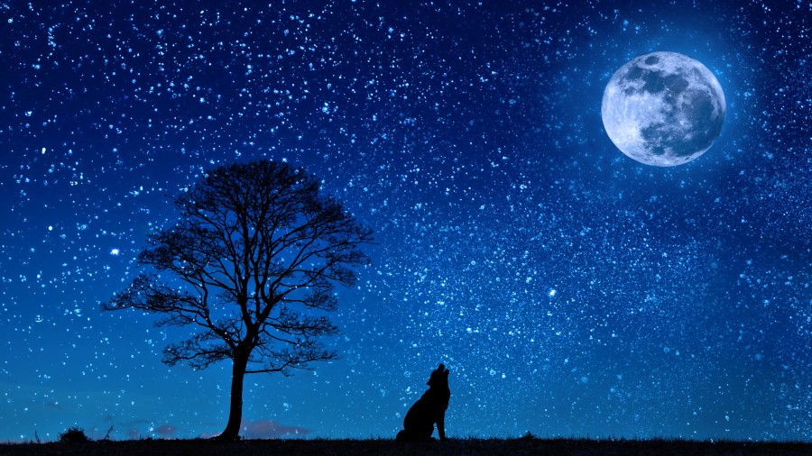 lobo, noite, noite, lua, uivo, uivando, selvagem, animais ilustração, mistério, natureza, paisagem, lua cheia,