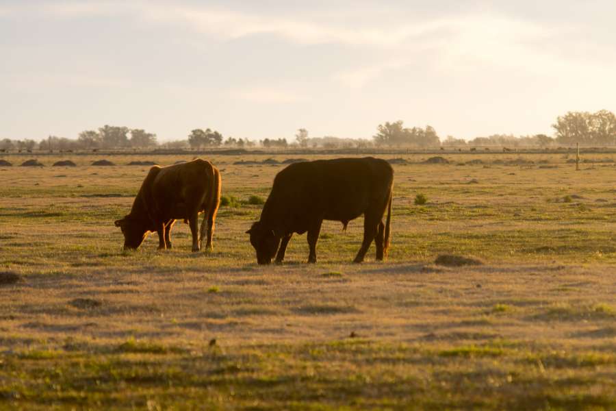 verde, campo, natureza, gado, marrom, pradaria, pasto, agricultura, pastoreio, pastoreio, vaca, terras agrícolas, nacional, fazenda, ninguém, paisagem, pôr do sol, ao ar livre, luz solar , pôr do sol, Argentina Argentina