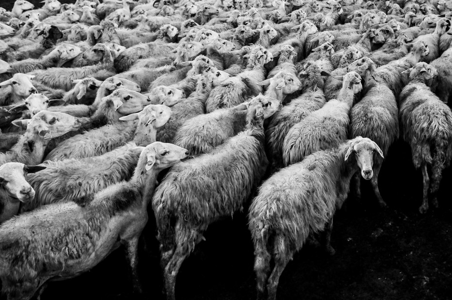 rebanho, ovelha, ovelha, cena rural, muitos, animais animais, gado, preto e branco,