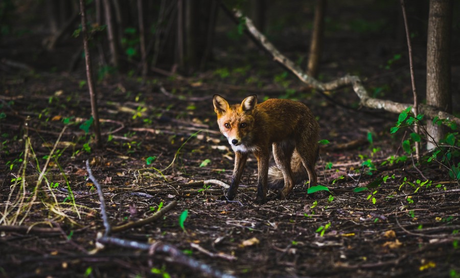 floresta, um, animais animais, olhando para a câmera, raposa,