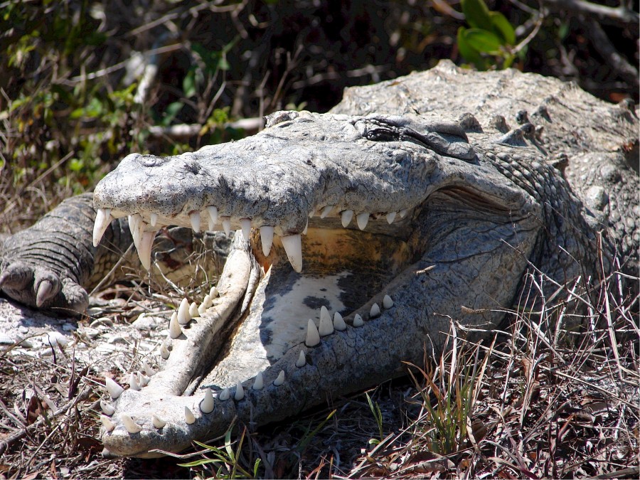 crocodilo, boca aberta, fang, presas, perigo, predador, selva, ataque, réptil,