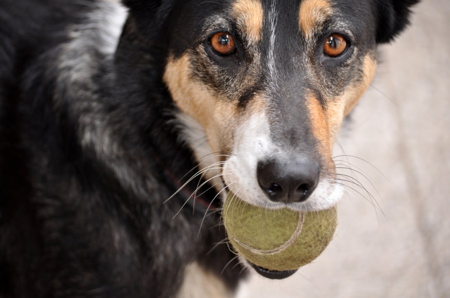 Um animal cachorro, bola, jogando a bola, bola de tênis,