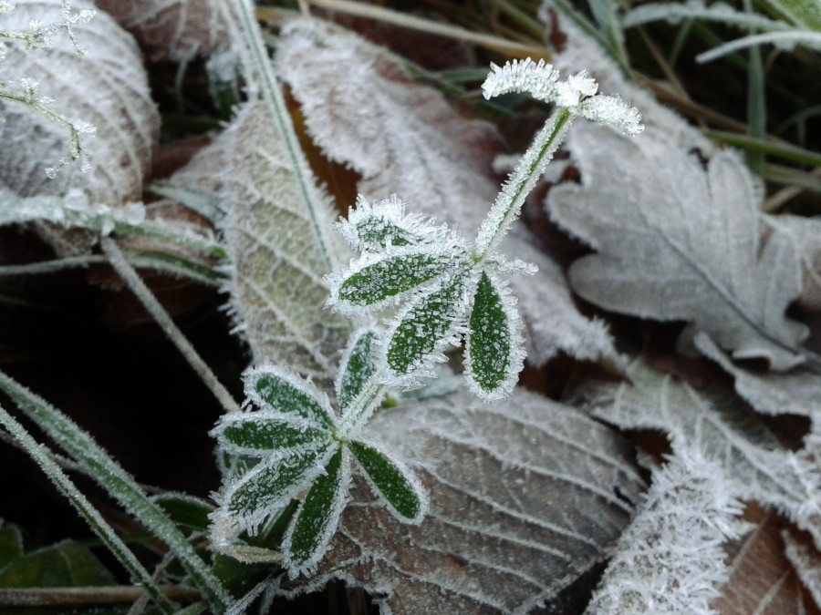 folhas, textura, natureza, gelo, congelado, cristal, cristais, frio, inverno, ninguém,