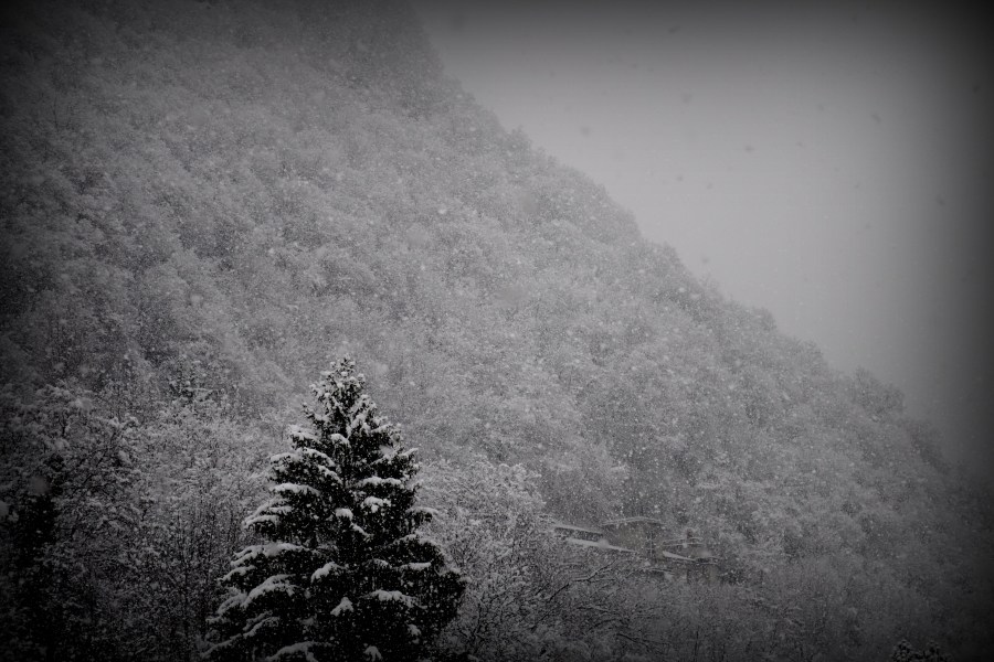 preto e branco, montanha, neve, inverno, pinho, paisagem, dia, nevado, frio, fundo,