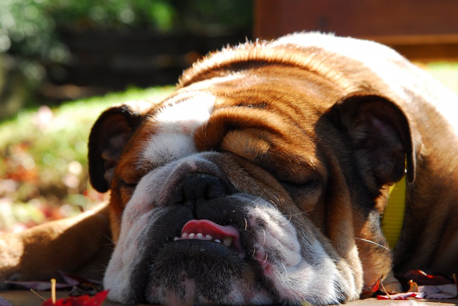 Buldogue, cachorro, dormindo, dormindo, animais