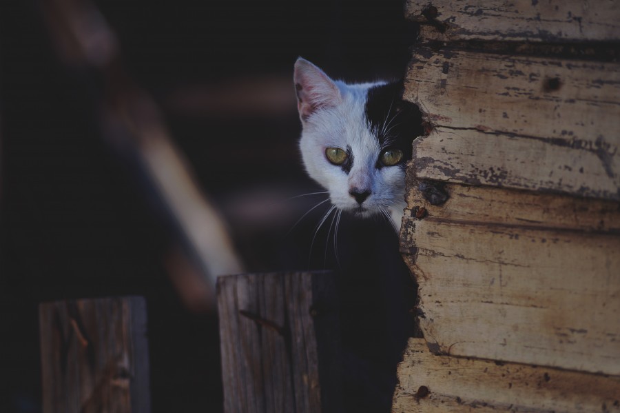 gatinho, bebê gato, animais jovens, agressivo, caça, gato, pele, adorável, animais, carnívoros, fofo, cabelo, bebê, mamífero, pata, animais de estimação, brincalhão, retrato, puro sangue, pequeno, curioso, querido, fotos grátis, imagens grátis, gato doméstico, retrato de cabeça animal, gato enrugado, bonito, gatinho, animais, fotografia, olhando para câmera, animal doméstico, animal jovem, cor, dia, dentro de casa, animal de estimação, ninguém, olho de Animais, Partes do corpo animal Temas animais, animal adorável, animal de estimação, peludo, juba, cores, cabelos, listras, felino, gatinho, micifuz, michino, madrileño, felido, gatuno