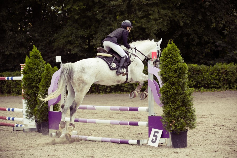 Equitação, uma pessoa, pessoas, cavalo, salto, salto, esportes, cavaleiro, branco, mulher, cerca, obstáculo,