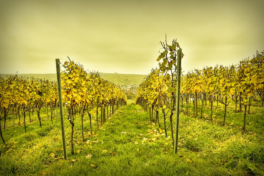 Anbau, Berg, Bocksbeutel, Garrafa, Fre, Gourmet, Principais, Kulinarik, Principal, Escadas, Nordheim, Rebbe, Rebstock, Tal, Turismo, Vogelsburg, Vinhos, Weinbaugebiet, Weinfest, Weinstube, Vinhos, Winzer, Waststurbe, Winzer, Wurtsturbe, Winzer, Wättstur Franken, Genuss, Oberfranken, Wandern, Wirtshaus, Vinhedo, Alemanha, Paisagem, Europa, Cultivo,
