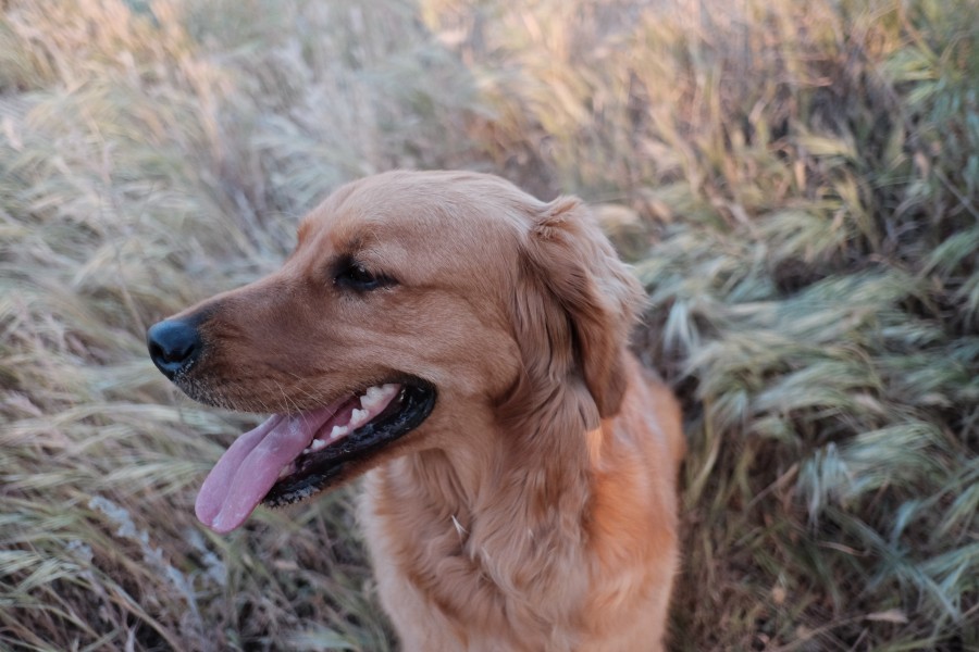 cachorro, animais fora, animal de estimação, dourado, retriever, língua,
