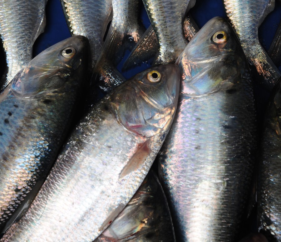 Nice, Peixe, Cru, Comida e Bebida, Comida