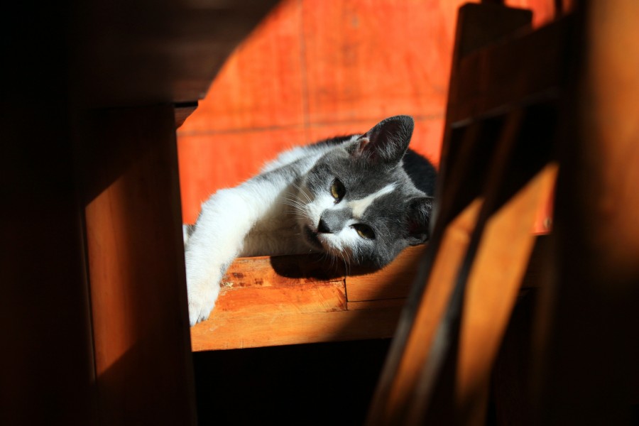 gatinho, bebê gato, animais jovens, agressivo, caça, gato, pele, adorável, animais, carnívoros, fofo, cabelo, bebê, mamífero, pata, animais de estimação, brincalhão, retrato, puro sangue, pequeno, curioso, querido, fotos grátis, imagens grátis, gato doméstico, retrato de cabeça animal, gato enrugado, bonito, gatinho, animais, fotografia, olhando para câmera, animal doméstico, animal jovem, cor, dia, dentro de casa, animal de estimação, ninguém, olho de Animais, Partes do corpo animal Temas animais, animal adorável, animal de estimação, peludo, juba, cores, cabelos, listras, felino, gatinho, micifuz, michino, madrileño, felido, gatuno