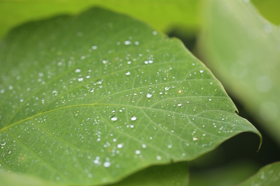 folha, gota, verde, gotas, fundo, textura, ninguém, orvalho,
