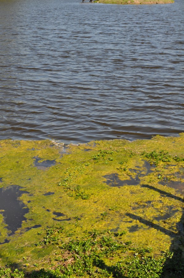 Vegetação, Lago, Água, Verdin, Verde
