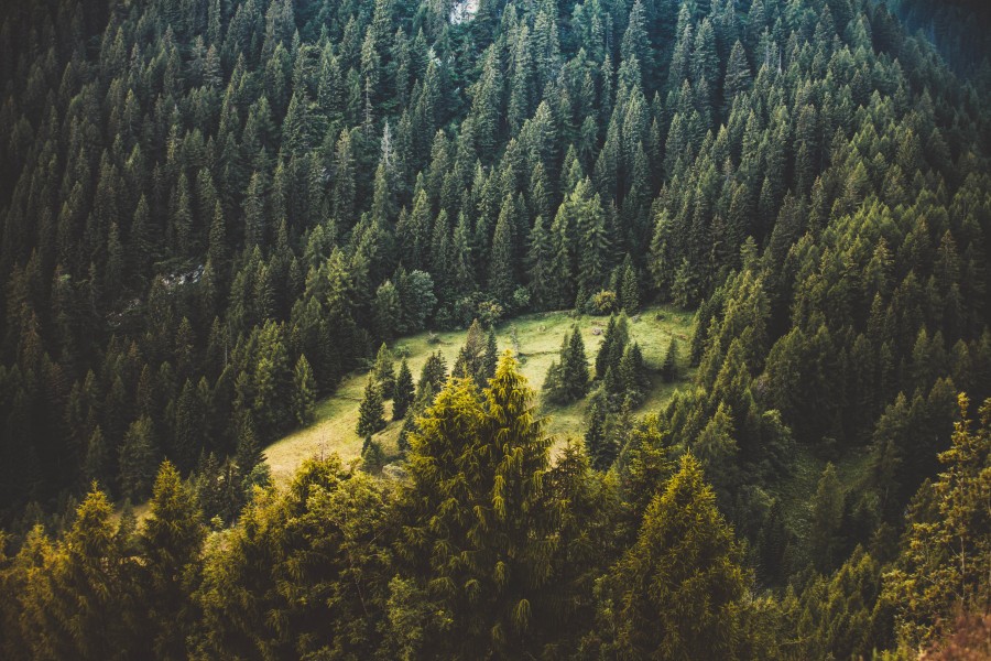 splitshire, montanha, paisagem, pinho, pinheiro, árvore, floresta, árvores, top view,