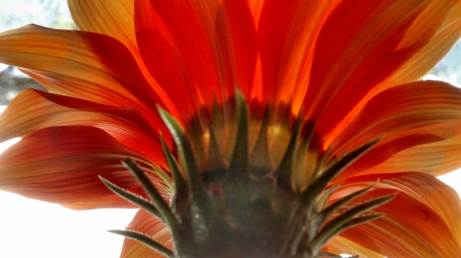 Flor, flores, natureza, primavera