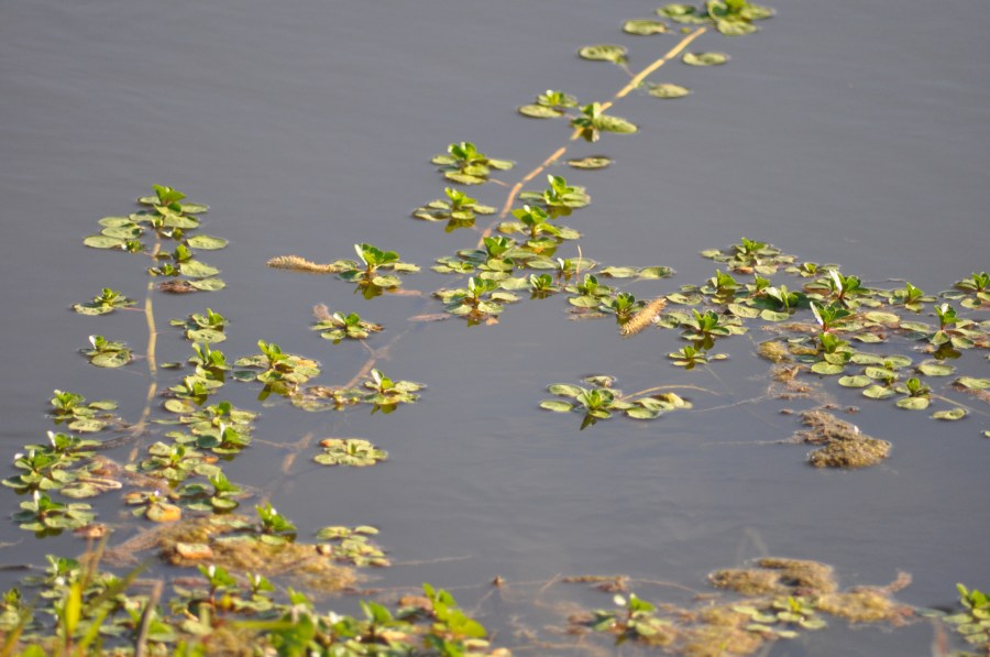 Folhas, flutuando, flutuando, lago, plantas