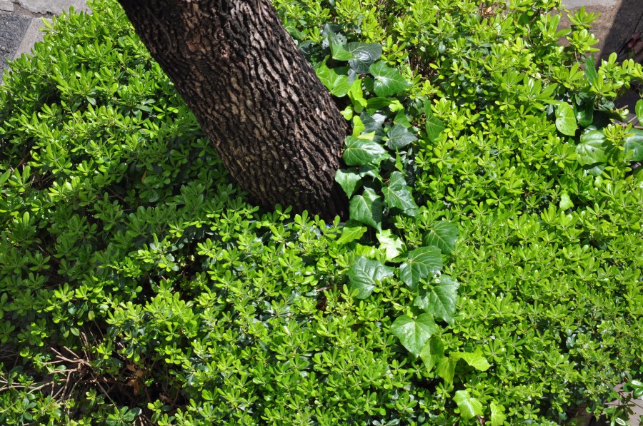 Árvore, tronco, jardim, verde, grama,