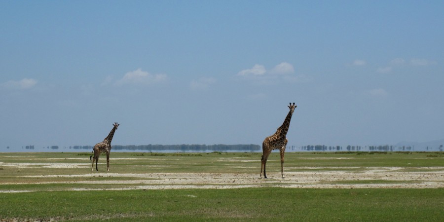 Dois animais animais, a África selvagem, zafari, girafa, girafas, planície,