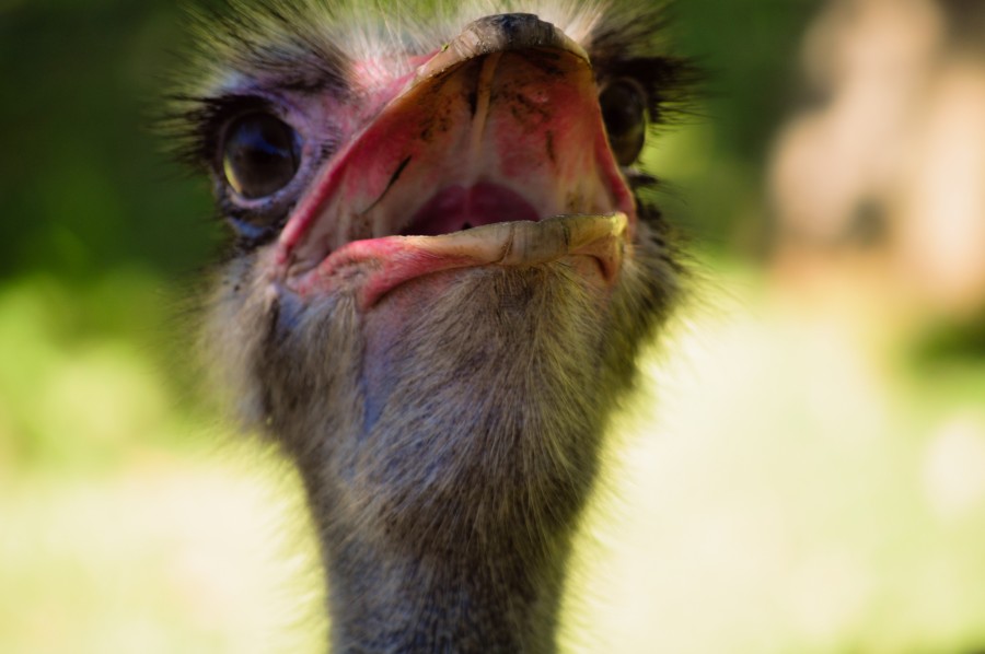animais ave, aves, avestruz, Struthio camelus, taxonomic, continente africano, pássaro gigante, pássaro maior e mais pesado do mundo, pescoço longo, penas, close-up, olhar, executando aves, rápido, dimorfismo sexual, omnívoros, bico