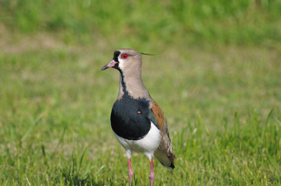 Um animalBird, Tero