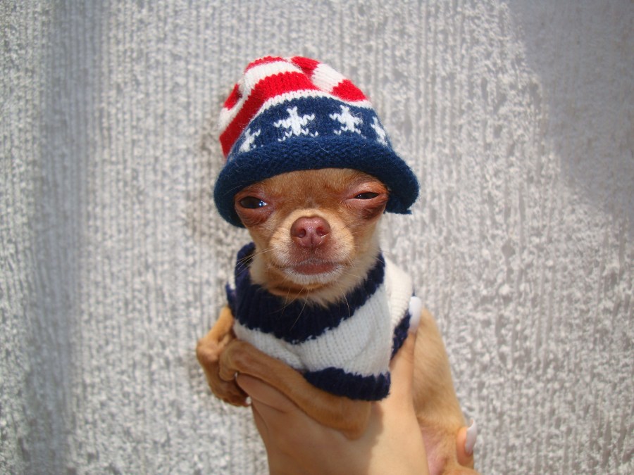 Chihuahua, Cão, Concurso, Bonito, Vestido, Roupas, Não, Chapéu, Pequeno, Fazer ?, Animal de estimação
