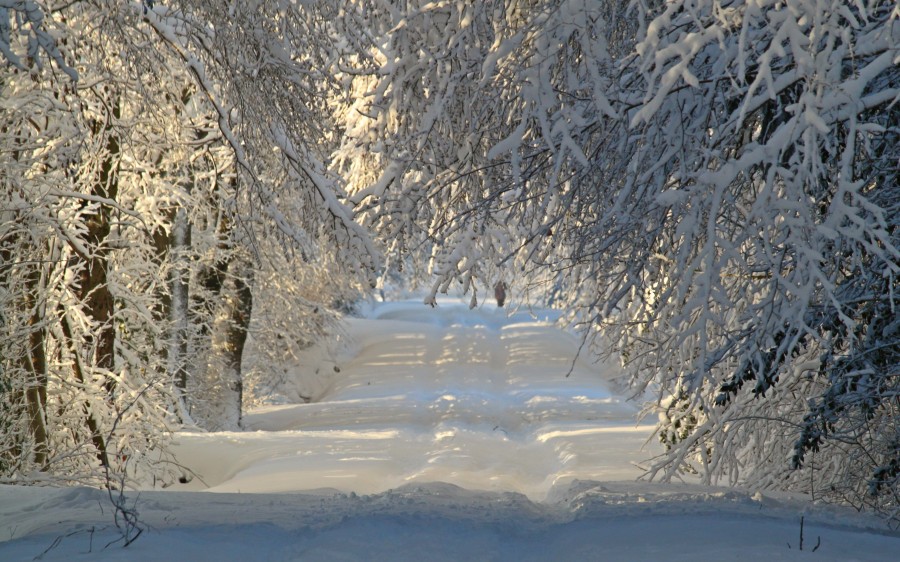 paisagem, neve, nevado, floresta, madrugada, manhã, ninguém, natureza, estrada, rua,