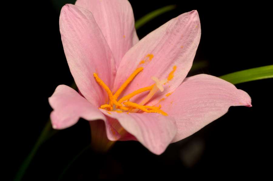 lírio, flor, natureza, plano de fundo
