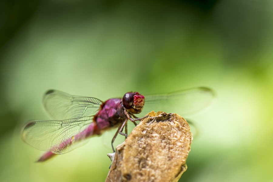 inseto, libélula, close-up, natureza,